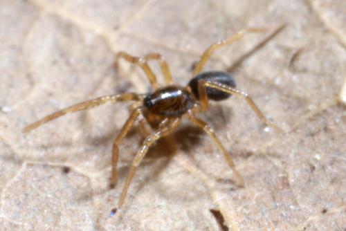 Scotina sp.